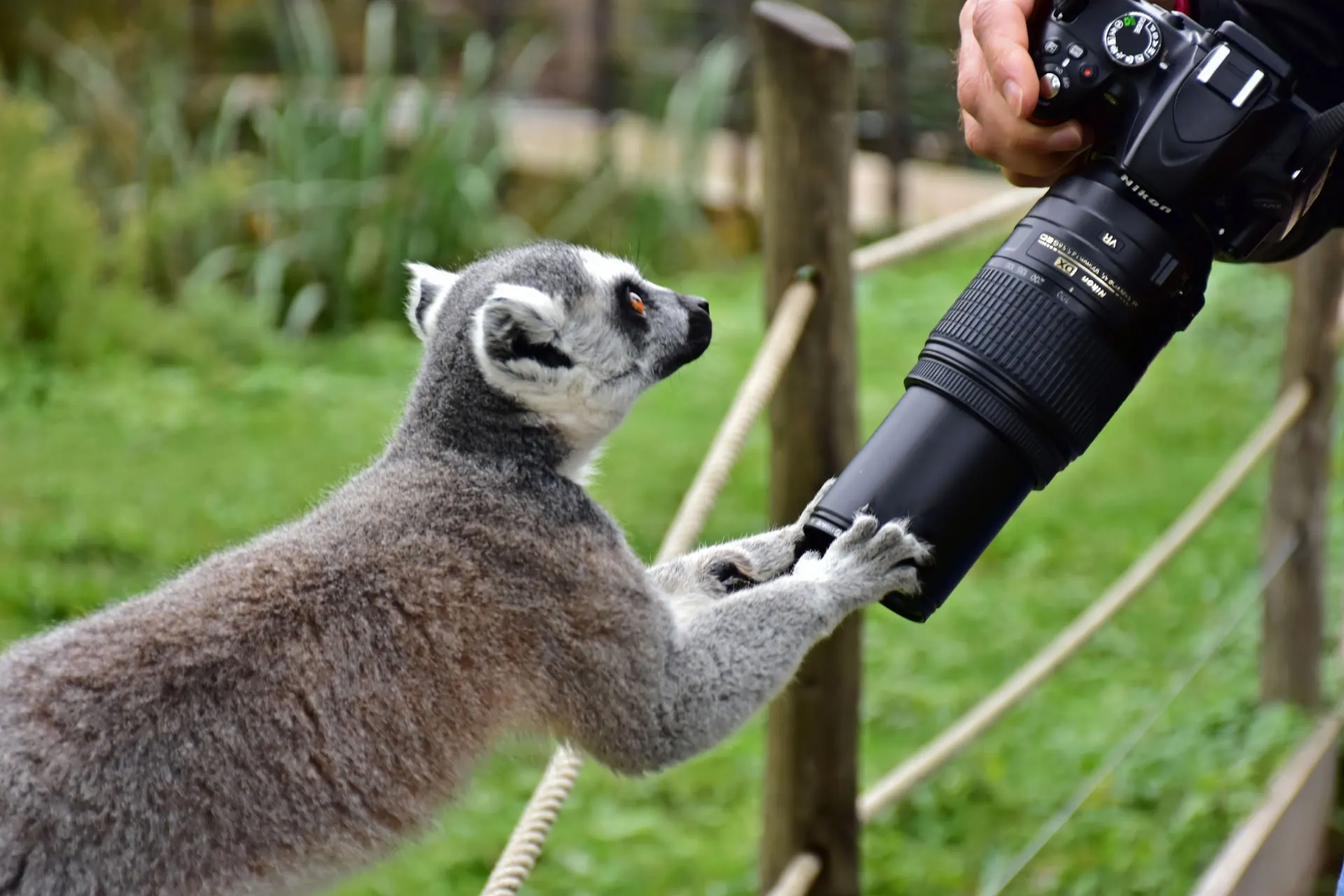 Photos animalières